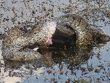 African rock python swallowing spur-wing goose, Botswana