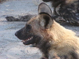 Wild dog, Botswana