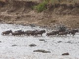 Wildebest cross the Mara River