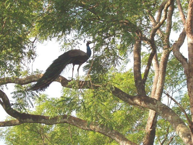 Peacock in a tree